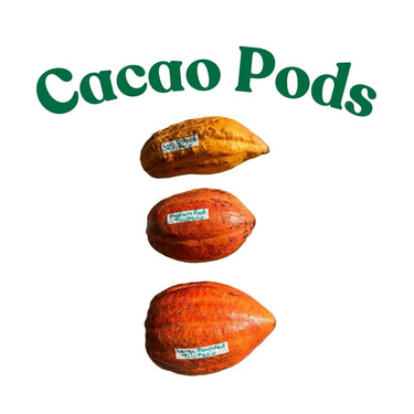 Trinitao Cacao Tree Yellow, Long Ribbed – Fruit-Bearing Theobroma Cacao Tree